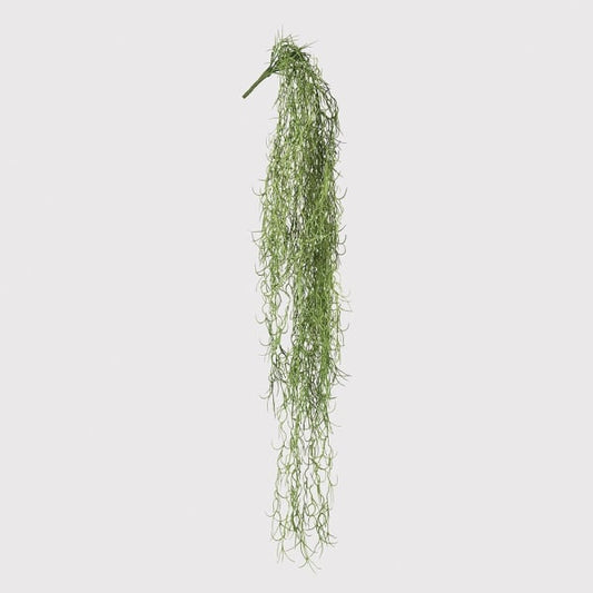 Trailing Spanish Moss Stem