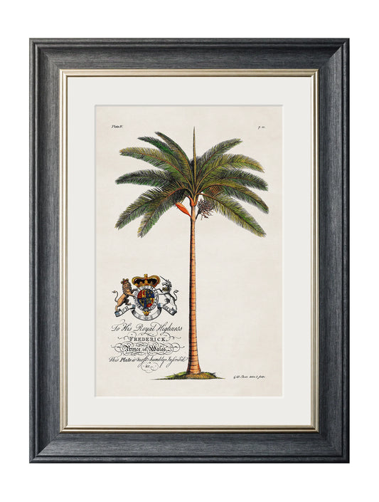 Framed King Palm Print