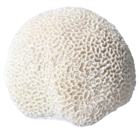 Ball Coral