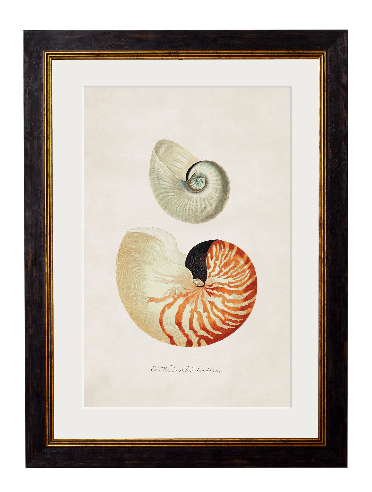 Framed Nautilus Shells Print