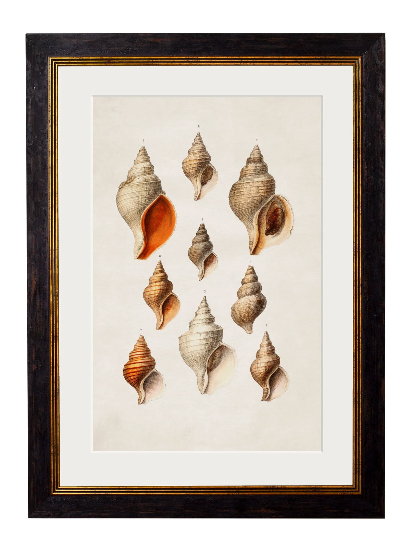 Framed Conch Shells Print