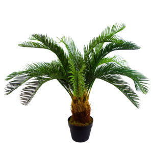 Cycas Fern