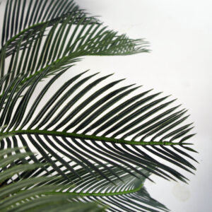 Cycas Fern